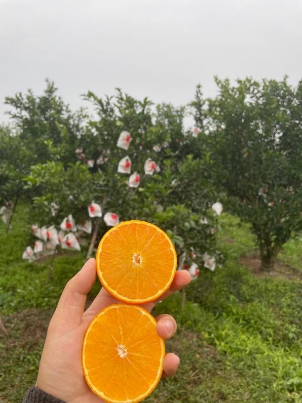 ส้มเอฮิเมะเจลลี่ – ผลไม้ซิตรัสพรีเมียมจากญี่ปุ่น