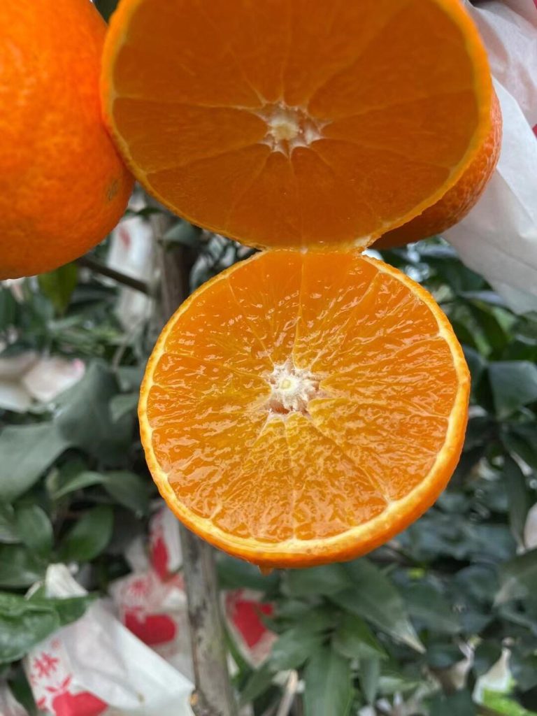 ซัพพลายเออร์ส้ม Ehime – การันตีคุณภาพและความสดใหม่