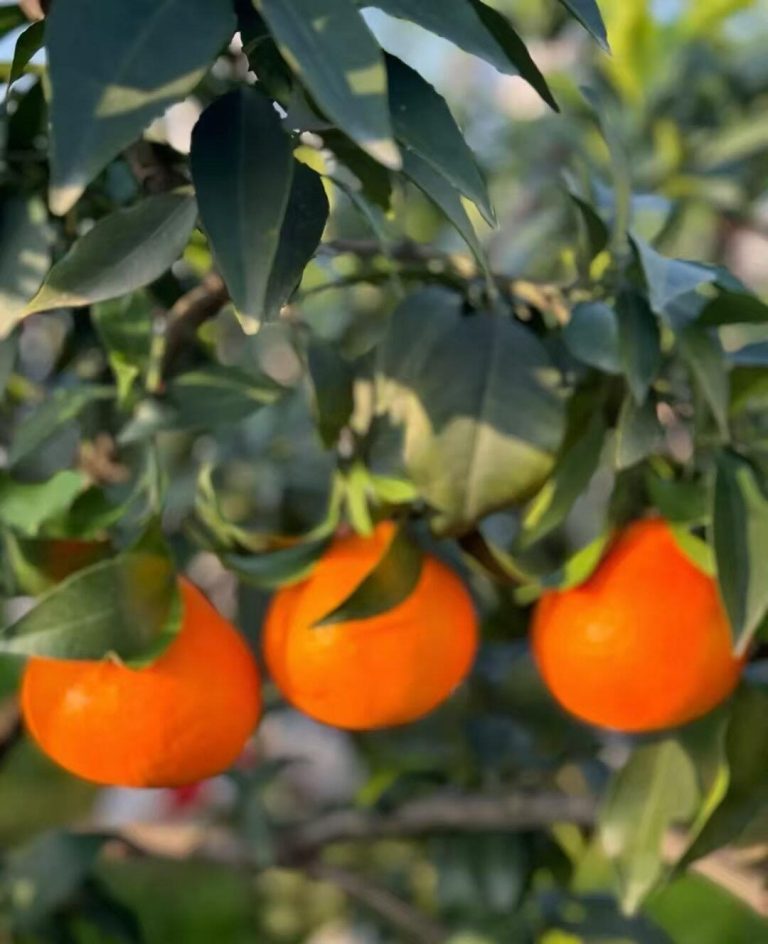การจัดการสวนส้มอัจฉริยะ: ผสมผสานเทคโนโลยีและภูมิปัญญาจีน
