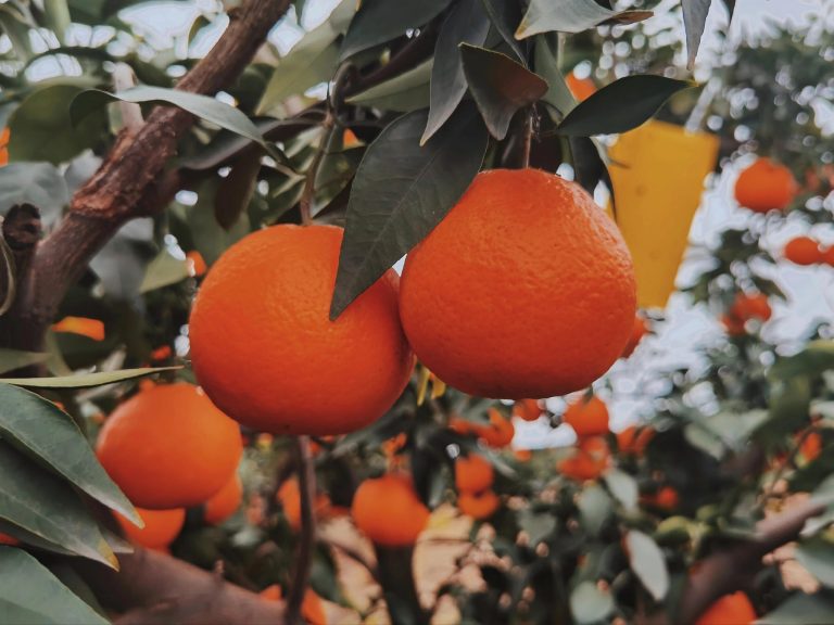 ส้มเอฮิเมะเจลลี่ (Ehime 38) – ผลไม้ญี่ปุ่นคุณภาพสูงที่นิยมในจีน