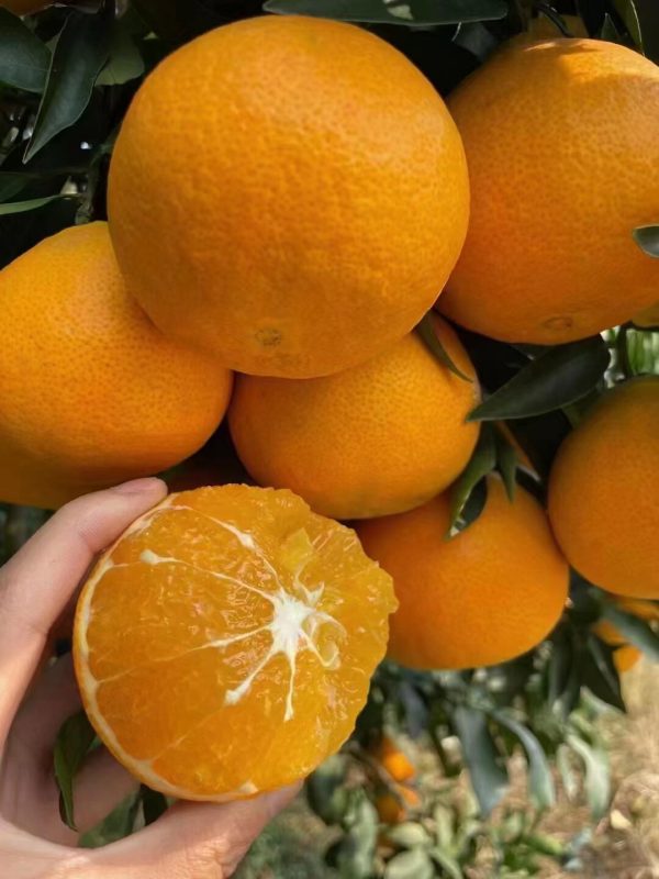 ส้มเอฮิเมะเจลลี่ (Ehime Jelly Orange) - Image 4