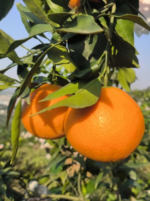 ส้มเอฮิเมะเจลลี่ ญี่ปุ่น – ผลไม้พรีเมียมสำหรับตลาดไทย