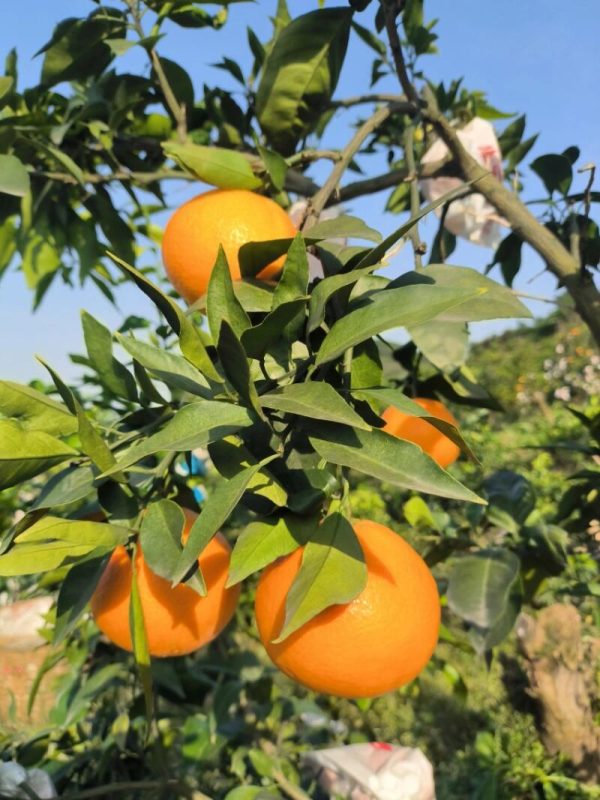 ส้มเอฮิเมะเจลลี่ (Ehime Jelly Orange) - Image 5