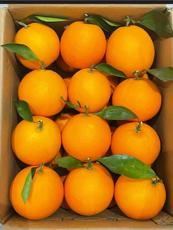 ส้มเอฮิเมะเจลลี่ (Ehime Jelly Orange) - Image 6