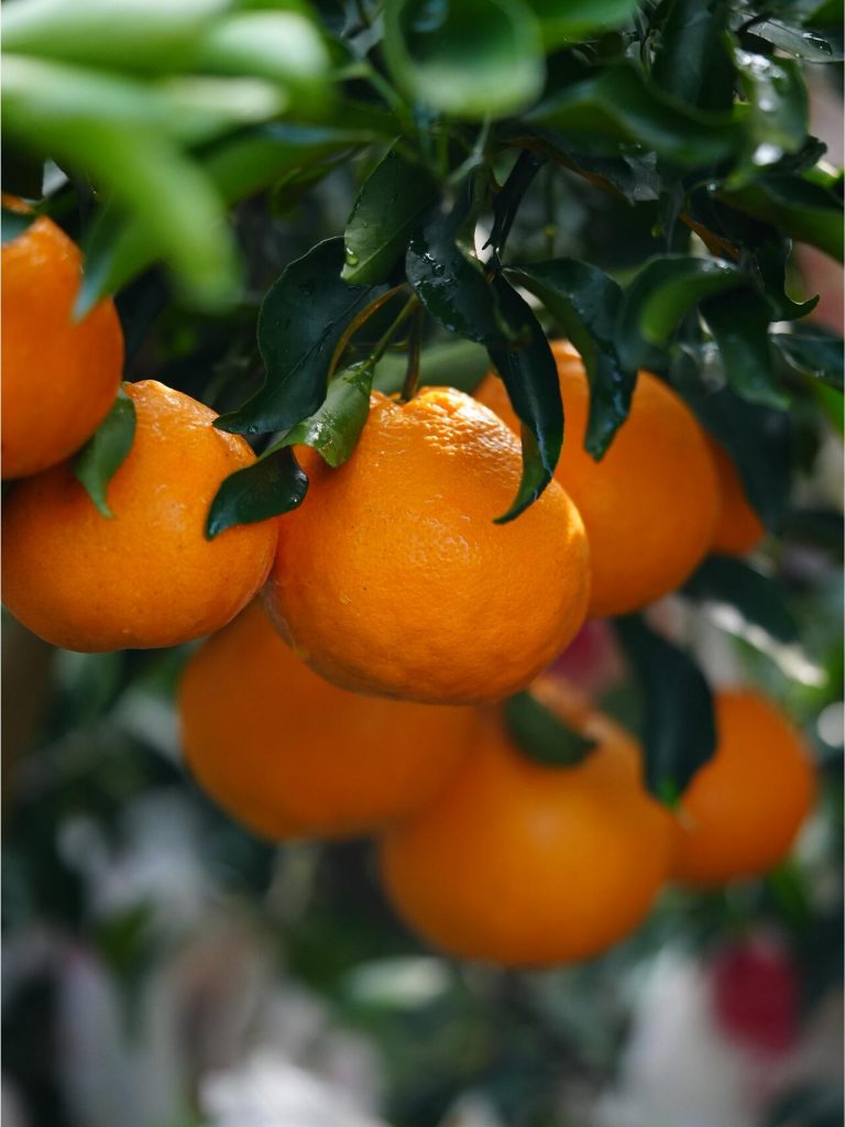 ส้มแมนดาริน Papagan คุณภาพส่งออกสำหรับตลาดโลก