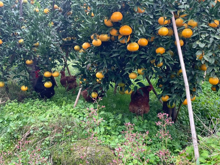 การจัดการสวนส้มจีน: ผสมผสานเทคโนโลยีกับคุณภาพสากล