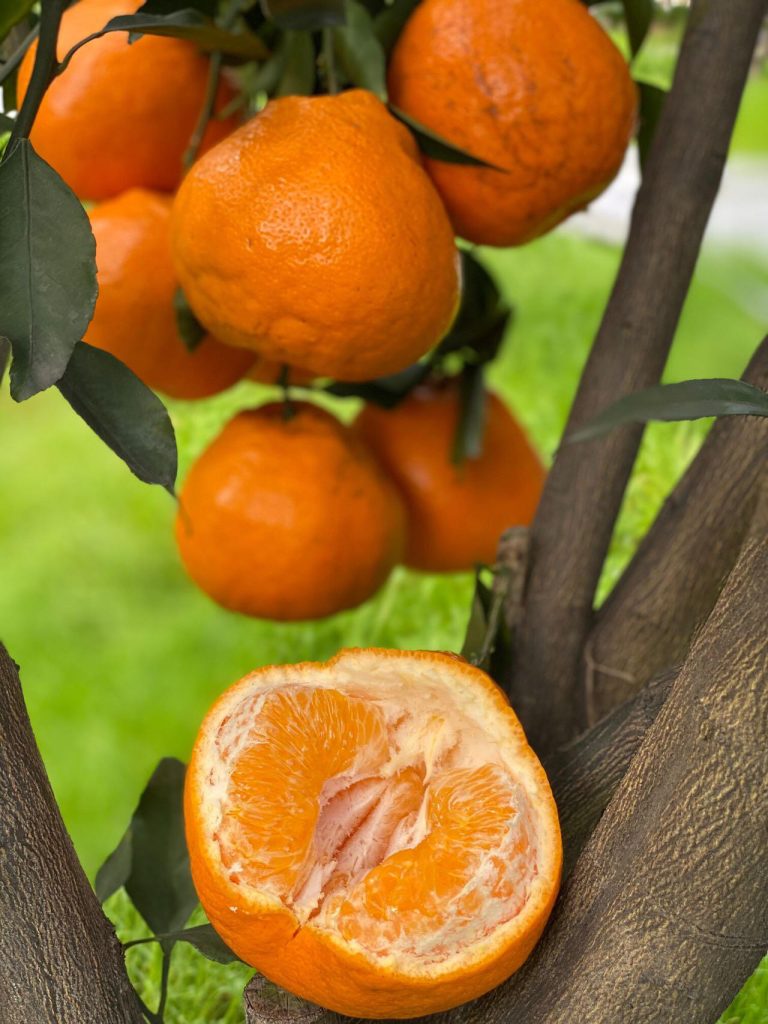 ส้มชุนเจียนคุณภาพส่งออก เหมาะกับผู้ค้าผลไม้ทั่วโลก