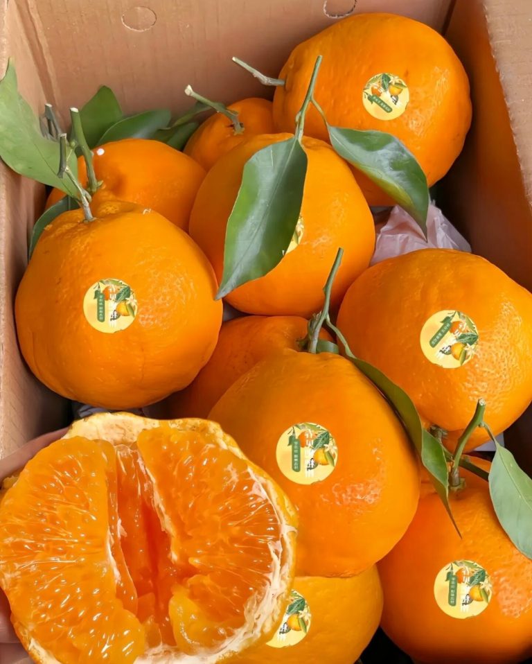 ส้มชุนเจียน (Papagan) ส่งออกจีน ราคาส่งสำหรับฤดูหนาว