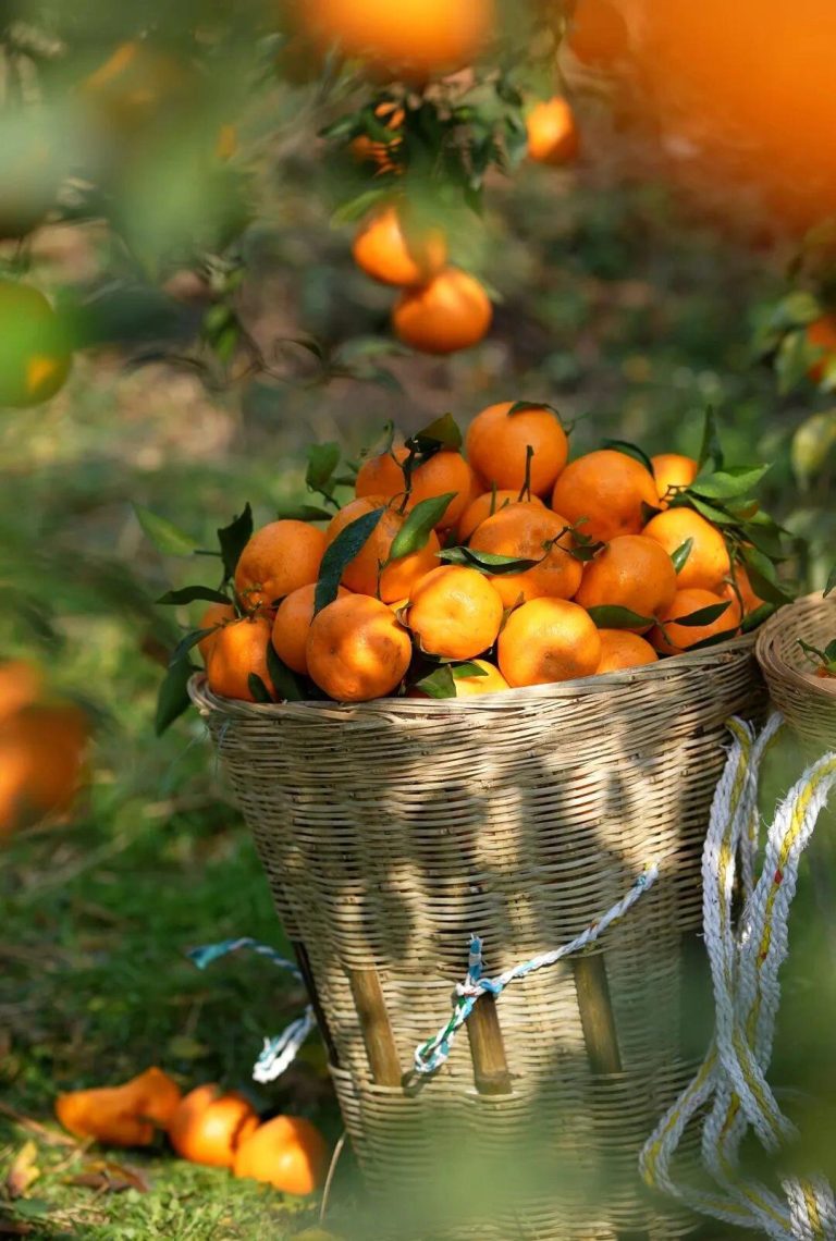 ส้มชุนเจียน (Papagan) ผลไม้สดจากจีนเพื่อการส่งออกฤดูหนาว