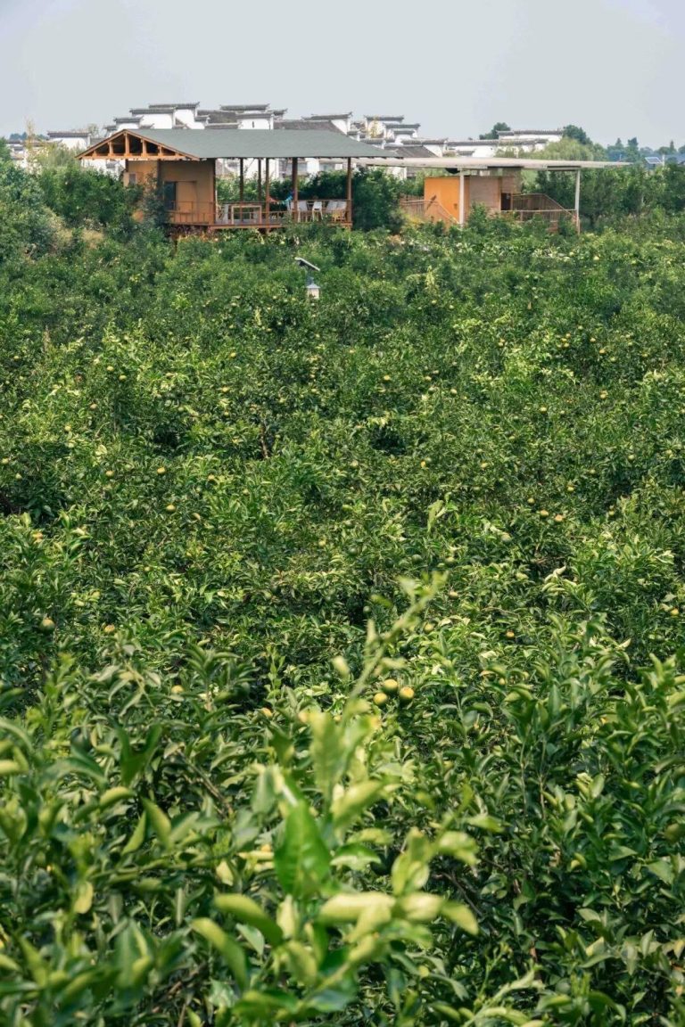 ราคาส่งส้มชุนเจียนจากจีนสำหรับผู้นำเข้าและผู้ค้าปลีก