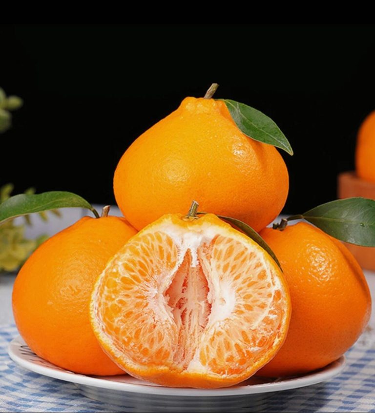 ส้ม Papagan สดใหม่สำหรับซูเปอร์มาร์เก็ตและตลาดกลาง