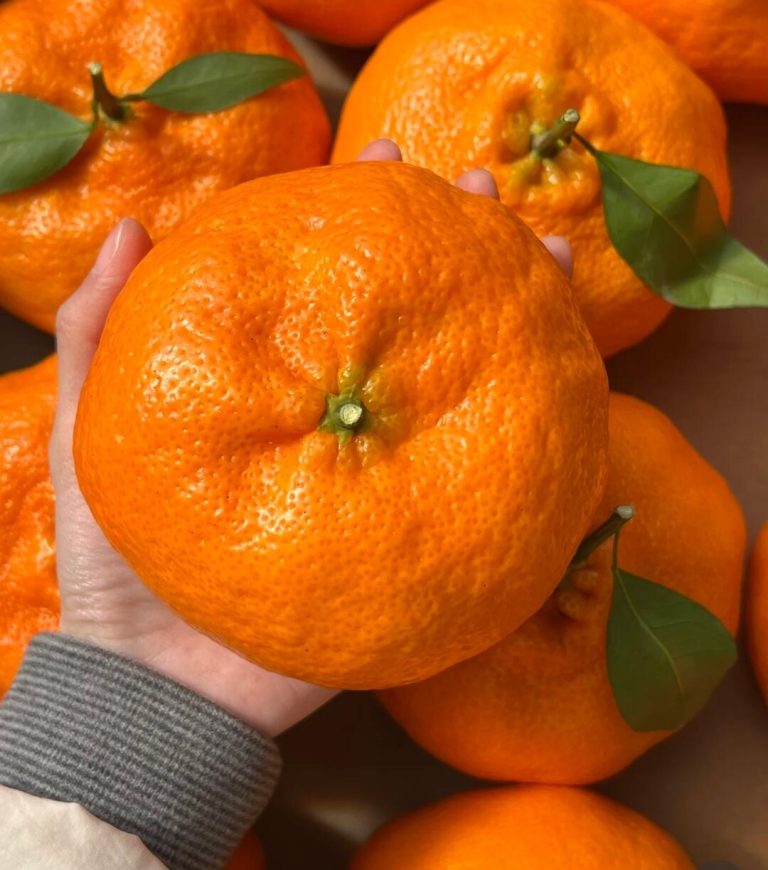 ส้มกันผิง (Kanpei) – รสหวานจัด เก็บได้นาน เหมาะกับตลาดส่งออก