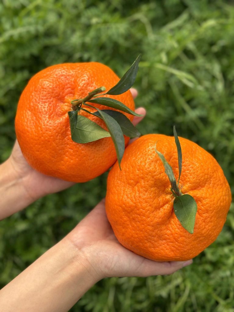 ส้มกันผิง (Kanpei) รสหวานจัด เก็บได้นาน