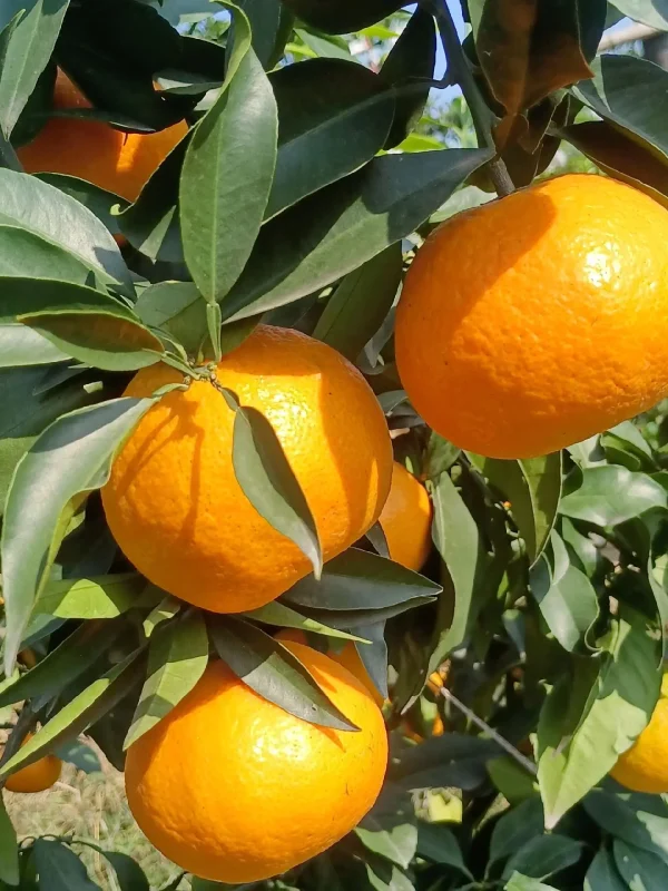 ส้มเอฮิเมะเจลลี่ (Ehime Jelly Orange) - Image 2